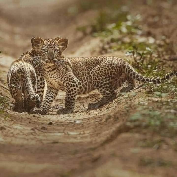 Dinimuthu Rest Inn Веллавая Екстер'єр фото